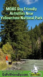 Maybe you would like to learn more about one of these? More Dog Friendly Activities Near Yellowstone National Park From The Pet Travel Experts At Gopetfriendly Yellowstone National Park Yellowstone Trip Dog Friends