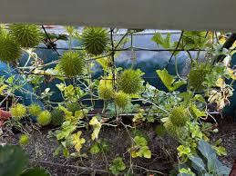 Image result for Cucumis hirsutus