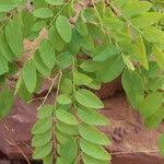 Image result for Dalbergia boehmii