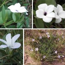 Image result for Pogonospermum subsessile