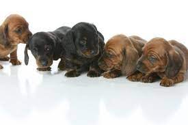 Very well socialised and great with using their puppy pads. Mini Dachshund Puppies Pets And Animals For Sale Usa Page 65