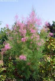 Image result for tamarix ramosissima pink cascade