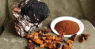 Break up the chaga into smaller chunks, roughly 1 inch in size. How Long Should Chaga Dry