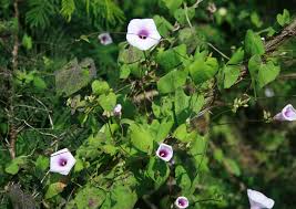 Image result for Ipomoea dichroa