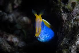Blue Ribbon Eel Photos Royalty Free Images Graphics Vectors Videos Adobe Stock Fan appreciation @ rogers arena raise the ribbon. blue ribbon eel photos royalty free