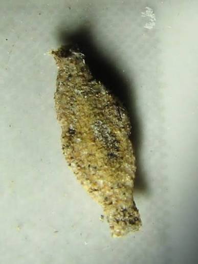 Bagworms found on house wall in Singapore