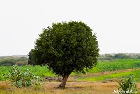 Image result for Dobera