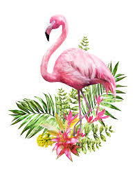 Armani fiori campo dei fiori sap fiori fiori e idee marilena corso de fiori fiori group campo de fiori. Pink Safflower Animal Green Leaf Png Vector Fenicottero Illustrazione Illustrazioni Floreali Fenicottero Arte