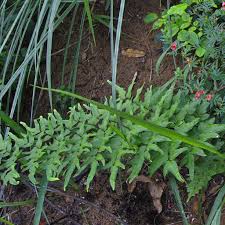 Image result for Cheilanthes viridis