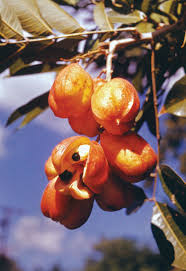 Image result for Sapindaceae