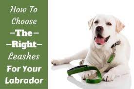 What size leash for puppy. Different Types Of Dog Leashes How To Pick The Best Dog Training Leash