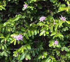 Image result for Grewia herbacea