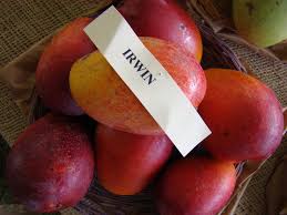 Miyazaki mangoes have a red and vibrant skin with yellow spots speckled over the fruit. Irwin Mango Wikipedia