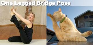 27 Yoga Positions Demonstrated By Animals Animal Yoga Funny Yoga Poses Animals