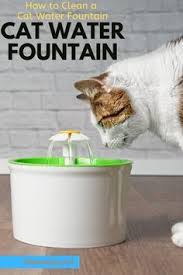 Cute Kitty Coolcat Treehouse Idees Pour La Maison