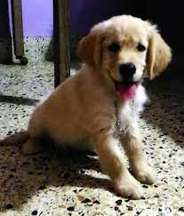 Golden Retriever Dog Breed Pictures 2