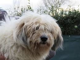 Sherlock De La Spa De Saint Omer Animaux Version Francaise