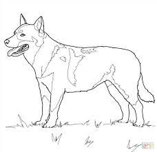 A person can also see the australian cattle dog coloring pages image gallery that all of us get prepared to locate the image you are interested in. Pin On Free Coloring Pages