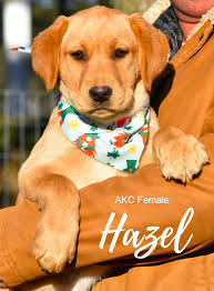 We have just two AKC...