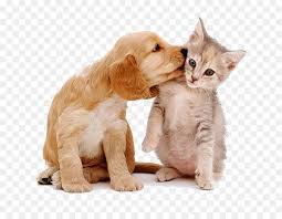 Dog And Cat Png Download 804 692 Free Transparent Siberian Husky Png Download Cleanpng Kisspng • puppies meeting kittens for the very first time compilation 2018 (best funny animal compilation). dog and cat png download 804 692