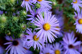 Flowers With Seeds That Birds Love Fall Plants Fall Container Gardens Plants