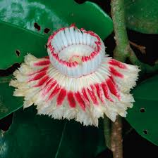 Image result for Scytopetalum pierreanum