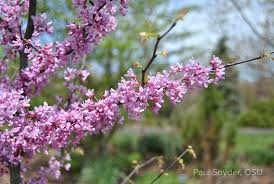Check spelling or type a new query. The Right Redbud For You Bygl