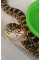 Pin On Pet Snakes Snake Hacks