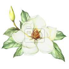 Zusammensetzung Mit Magnolie Hand Zeichnen Aquarell Illustration Fototapete Fototapeten Schone Magnolia Malerei Myloview De