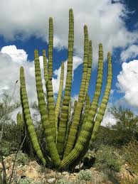 Here's the most unbelievable deaths on the show. Https Wise Arizona Edu Sites Default Files Common 20cacti 20and 20succulents 1 Pdf