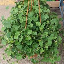 Mencapai ketinggian 1.5 hingga 2 kaki dalam masa empat bulan bermula dari benih. Khasiat Daun Rama Rama