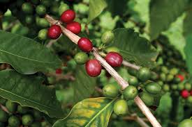 Image result for Corynanthe