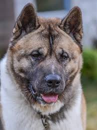 Balance food properly (bone development is especially important at this age, i feed my dogs raw food) and do not exercise too much, even beware of long walks. Honest Faq Akita Inu 2021