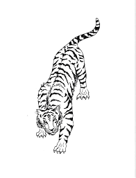 See more ideas about white tiger, tiger, tiger illustration. White Tiger Drawing By Ukr11can On Deviantart