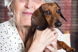 portrait of a happy senior woman wit portrait dachshund dog illustration art