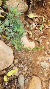 Image result for Lepidium bonariense