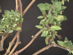 Image result for Guilleminea densa