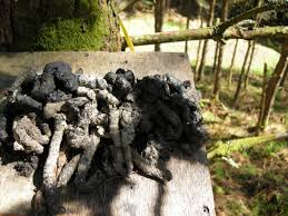 Image result for marten poop