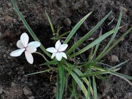 Image result for Hypoxis bampsiana