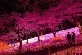 Dapatkan wallpaper bunga sakura microsoft store id id download wallpaper pemandangan dengan kualitas hd 1080px background pemandangan alam terindah di dunia gambar pemandangan tercantik gratis download the best nature wallpaper in the world wallpaper pemandangan keren. Tujuh Pemandangan Terbaik Sakura Rekomendasi Ahlinya
