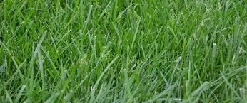 Maybe you would like to learn more about one of these? All You Need To Know About Kentucky 31 Tall Fescue