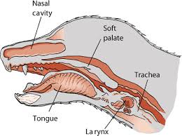 At the same time, be sure to maintain the. Introduction To Lung And Airway Disorders Of Dogs Dog Owners Veterinary Manual