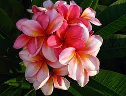 Australian Flowers The Plumeria Quandamooka Beautifulaustralia Australian Flowerbeauty Flowers Australia Australian Flowers Plumeria Flowers