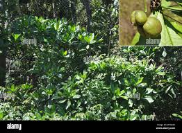 Image result for Tabernaemontana stapfiana