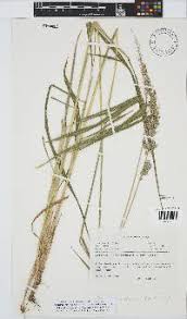 Image result for Setaria lindenbergiana