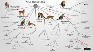 Kedi Soy Agaci Felidae Kedigiller Pars Kedisi Kedi Karakulak