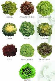 Me Voici Tatimas Je Vous Ouvre Mon Blog Vous Aller Decouvrir Quand Planter Des Legumes Idee Legume Variete De Salade