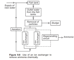 Ammonia that enters a wastewater plant is oxidized from ammonia to nitrite by nitrosomonas and nitrospira. Chemical Removal Of Ammonia Principle Construction Aquaculture Engineering