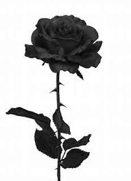 Black aesthetic black and white photo wall black roses wallpaper dark photography dark wallpaper iphone aesthetic wallpapers black and white aesthetic aesthetic roses rose wallpaper. Image Result For Black Rose Black Roses Wallpaper Black Rose Flower Black Rose