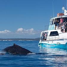 Hervey bay is home to many retired people. The 15 Best Things To Do In Hervey Bay 2021 With Photos Tripadvisor